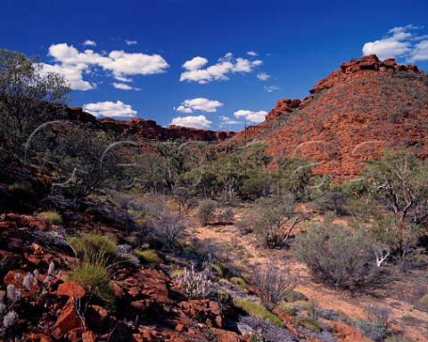 Rugged red rocks spinifex grass tussocks and mulla mulla flowers in Kings Canyon Watarrka National park Northern Territory Australia