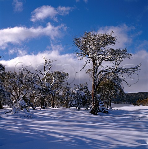 Snow gums  Eucalyptus pauciflora  near Mount Selwyn in the Snowy Mountains Kosciuszko National Park New South Wales Australia