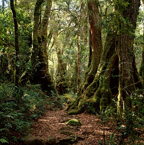 Antarctic Beech Nothofagus moreii trees on the Border Track in Lamington National Park Queensland Australia