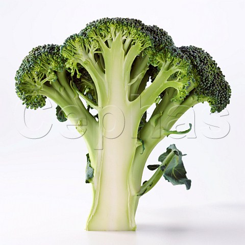Broccoli floret cut in half