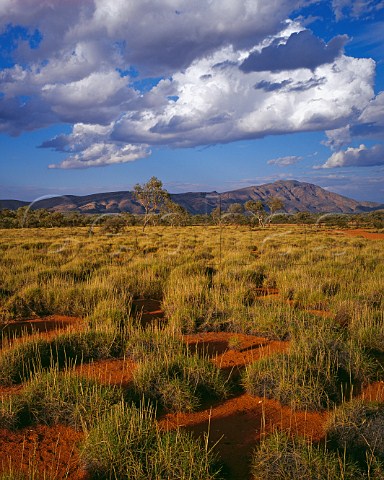 Mount Sonder and spinifex grass in West Macdonnell Ranges National Park Northern Territory Australia