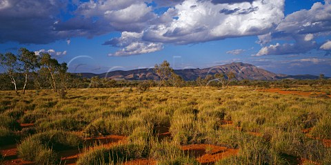 Mount Sonder and spinifex grass in West Macdonnell Ranges National Park Northern Territory Australia