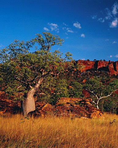 Boab tree Adansonia gregorii and orange cliffs at sunset on the Savannah Way near Timber Creek Northern Territory Australia