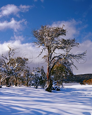 Snow gums  Eucalyptus pauciflora  near Mount Selwyn in the Snowy Mountains Kosciuszko National Park New South Wales Australia