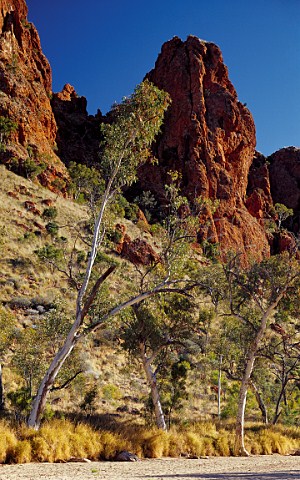 River Red Gum trees Eucalyptus camaldulensis in Trephina Gorge East Macdonnells Range Northern Territory Australia