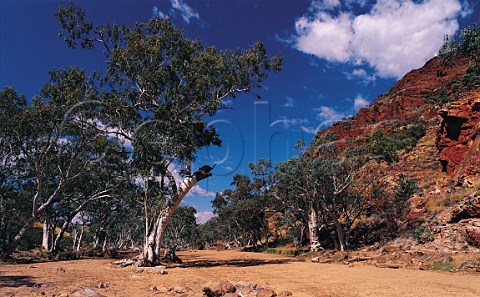 River Red Gum trees Eucalyptus camaldulensis along the sandy floor of Redbank Gorge in the West Macdonnell Ranges National Park Northern Territory Australia