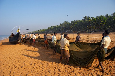 Fishermen laying their net out to dry in the morning sunshine on the palm fringed beach north of Thiruvananthapuram Trivandrum Kerala India