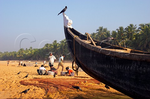 Indian women sorting out the catch of tiny fish on the palm fringed beach north of Thiruvananthapuram Trivandrum Kerala India