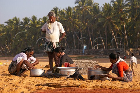 Indian women sorting out the catch of tiny fish on the palm fringed beach north of Thiruvananthapuram Trivandrum Kerala India