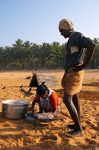 Indian woman sorting out the catch of tiny fish on the palm fringed beach north of Thiruvananthapuram Trivandrum Kerala India