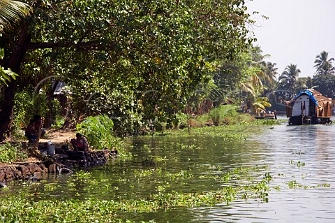 Dense vegetation lining the banks of the Kuttanad the backwaters of Kerala known as the Venice of the East Kerala India