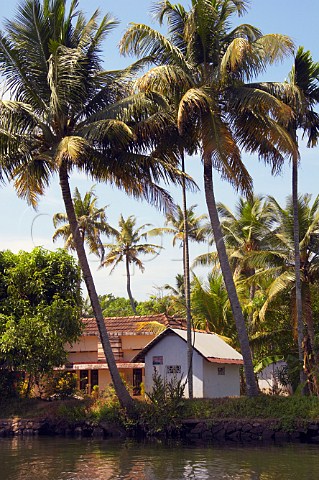 Houses and palm trees line the banks of the Kuttanad the backwaters of Kerala known as the Venice of the East Kerala India