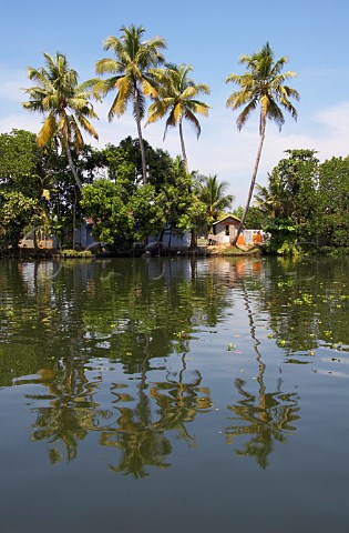 Palm trees line the banks of the Kuttanad the backwaters of Kerala known as the Venice of the East Kerala India