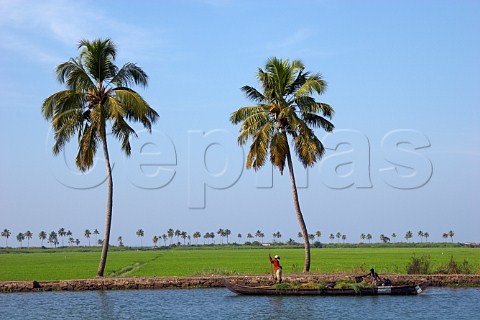 Traditional Keralan longboat kettu vallam propelled puntlike gliding along the Kuttanad the backwaters of Kerala known as the Venice of the East with paddy fields beyond Kerala India