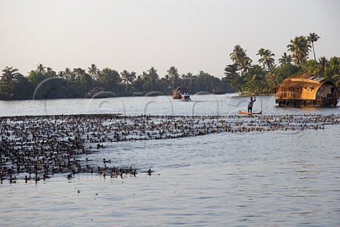 Herding ducks along the Kuttanad the backwaters of Kerala known as the Venice of the East Kerala India