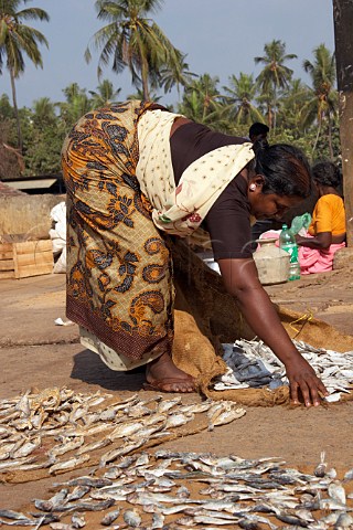 Indian woman collecting up her fish which has been drying in the sunshine Connemara Market Thiruvananthapuram Trivandrum Kerala India