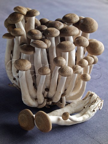 Hon Shemiji mushrooms