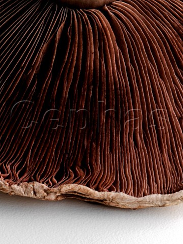 Portobello mushroom