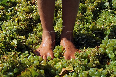 Young boys feet in Chenin Blanc grapes South Africa
