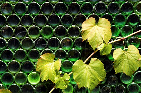 Wine bottles and vine at Backsberg estate Franschhoek South Africa Paarl