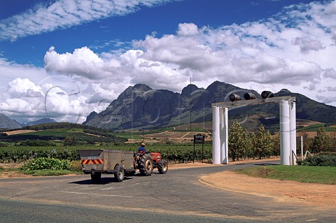 Tractor arrives with harvested grapes at Backsberg Wine Estate Paarl Cape Province South Africa