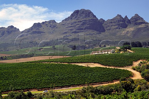 Ernie Els vineyards and winery below the  Helderberg Mountain Stellenbosch Cape Province South Africa