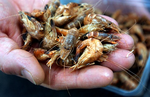 Handful of shrimps
