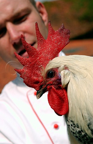 Chef holding live cockerel