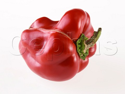 Misshapen red bell pepper
