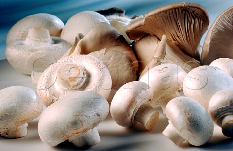 Portobello and Oyster mushrooms