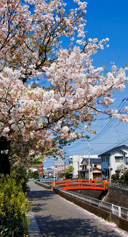 Cherry blossom and small bridge in Oita Kyushu Japan