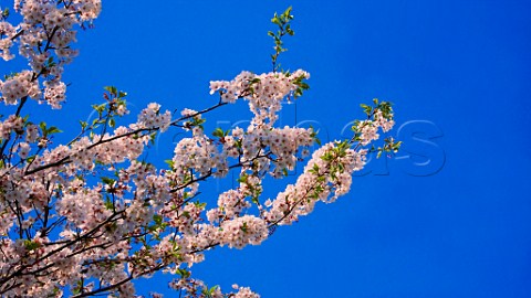 Cherry blossom Kyushu Japan