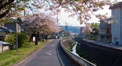 Cherry blossom in a residential area of Oita Kyushu Japan