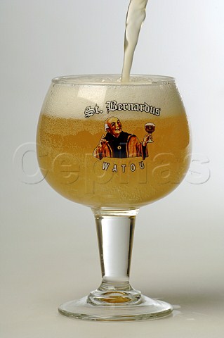 Pouring a glass of St Bernardus Watou Witbier St Bernard Brouwerij Belgium
