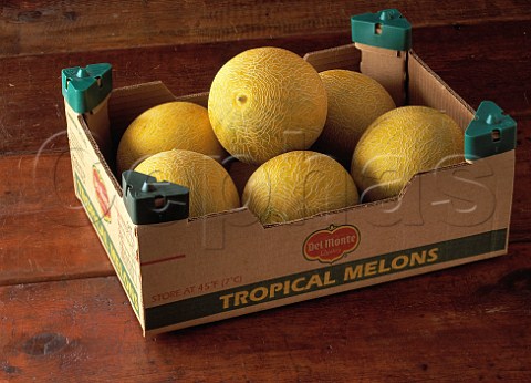Galia melons in a box