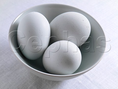 Legbar eggs
