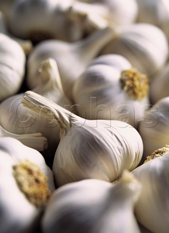 Garlic bulbs