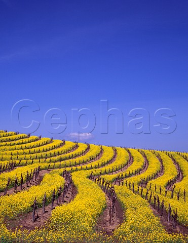 Springtime mustard in flower in vineyard  Napa California    Carneros
