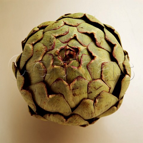 Artichoke