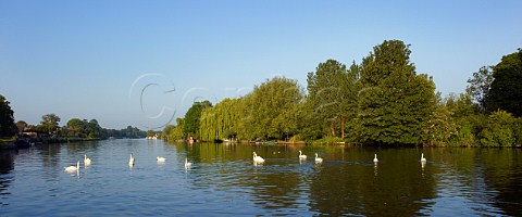 Swans on the River Thames at WaltononThames Surrey England