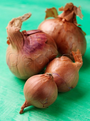 Large and small varieties of onion
