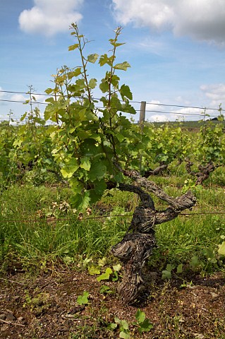 Chenin Blanc vine which has been stripped of excess shoots in Clos de la Soucherie vineyard of Chteau Pierre Bise BeaulieusurLayon MaineetLoire France Coteaux du LayonVillages
