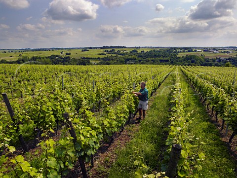 Claude Papin working in Chenin Blanc vineyard of Chteau Pierre Bise above the Layon valley near BeaulieusurLayon MaineetLoire France Coteaux du LayonVillages