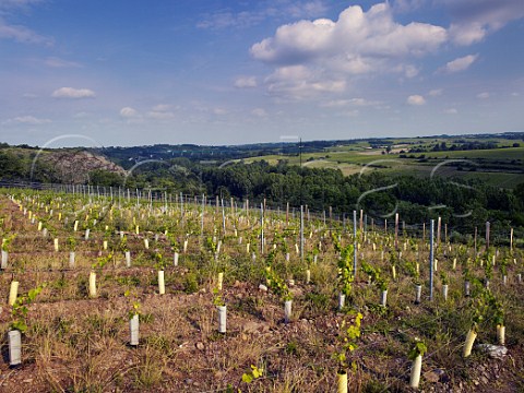 Volcanic spilite soil of newly planted les Rouannires vineyard of Chteau Pierre Bise above the Layon river near BeaulieusurLayon MaineetLoire France  Coteaux du LayonVillages