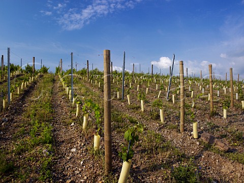 Volcanic spilite soil of newly planted les Rouannires vineyard of Chteau Pierre Bise BeaulieusurLayon MaineetLoire France Coteaux du LayonVillages