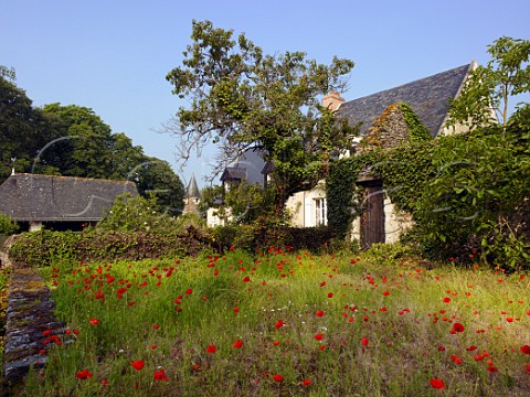 Poppies by cottages in Mantelon near Angers MaineetLoire France