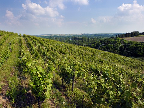 Coule de Serrant vineyard of Chteau de la Roche aux Moines Savennires MaineetLoire France