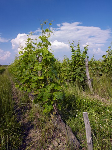 Cabernet Franc vines in one of the Terres Chaudes vineyards of Domaine des Roches Neuves Varrains MaineetLoire France SaumurChampigny
