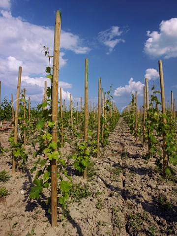 New Cabernet Franc vineyard planted au carr Domaine des Roches Neuves Varrains MaineetLoire France SaumurChampigny