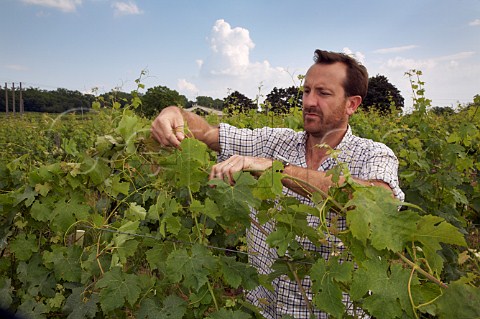 Thierry Germain winding together the upright shoots of Cabernet Franc vines enroulement in his La Marginale vineyard Domaine des Roches Neuves Varrains MaineetLoire France SaumurChampigny